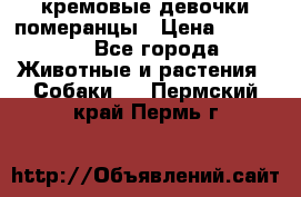 кремовые девочки померанцы › Цена ­ 30 000 - Все города Животные и растения » Собаки   . Пермский край,Пермь г.